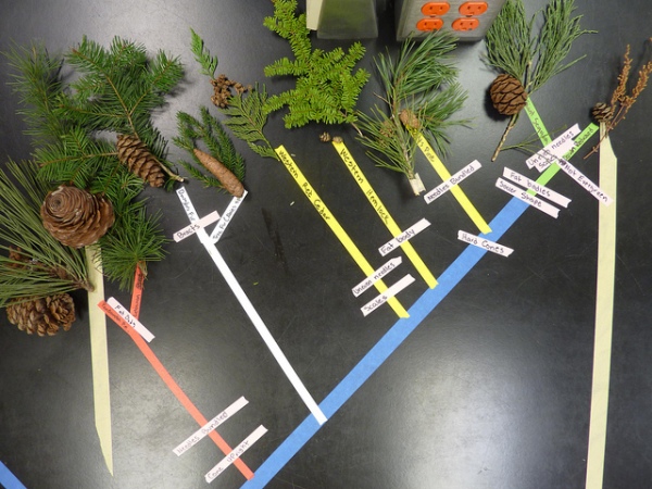 Conifer phylogeny from Willamette Biology