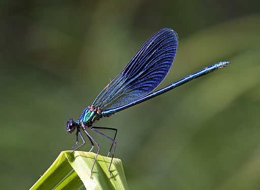 Blue damselfly; McPeek has studied damselflies extensively. Taken by Umberto Salvagnin (via Wikimedia).