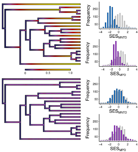 Figure 2 from Pigot & Etienne. Plots of likelihood of community membership under low (top) and high (bottom) rates of local extinction. Or, if you prefer, a series of variously coloured and not-coloured phylogenies.