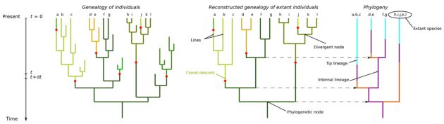 Overview of speciation underManceau et al.'s model.